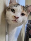Patches - Photo 3