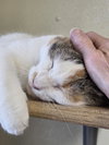 Patches - Photo 4