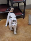 Patches - Photo 7
