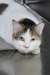 Patches - Photo 1