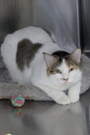 Patches - Photo 6