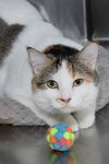 Patches - Photo 8