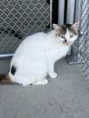 Two Spot - Photo 2