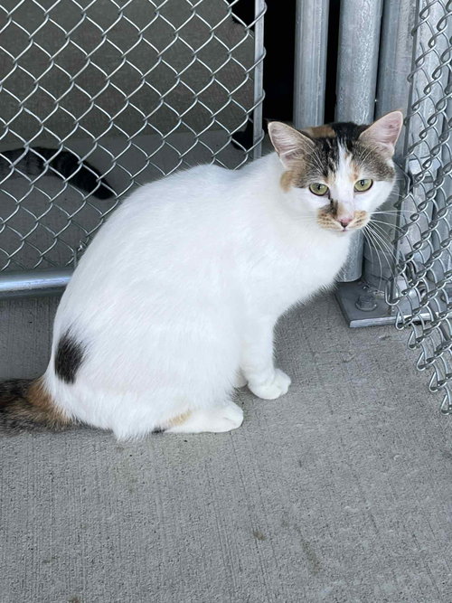 picture of the cat needing adoption