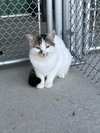 Two Spot - Photo 5