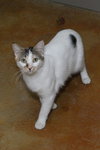 Two Spot - Photo 4