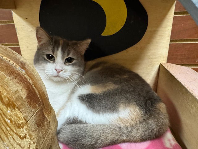 adoptable Cat in Austin, MN named Mama