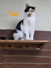 Taz - Photo 2