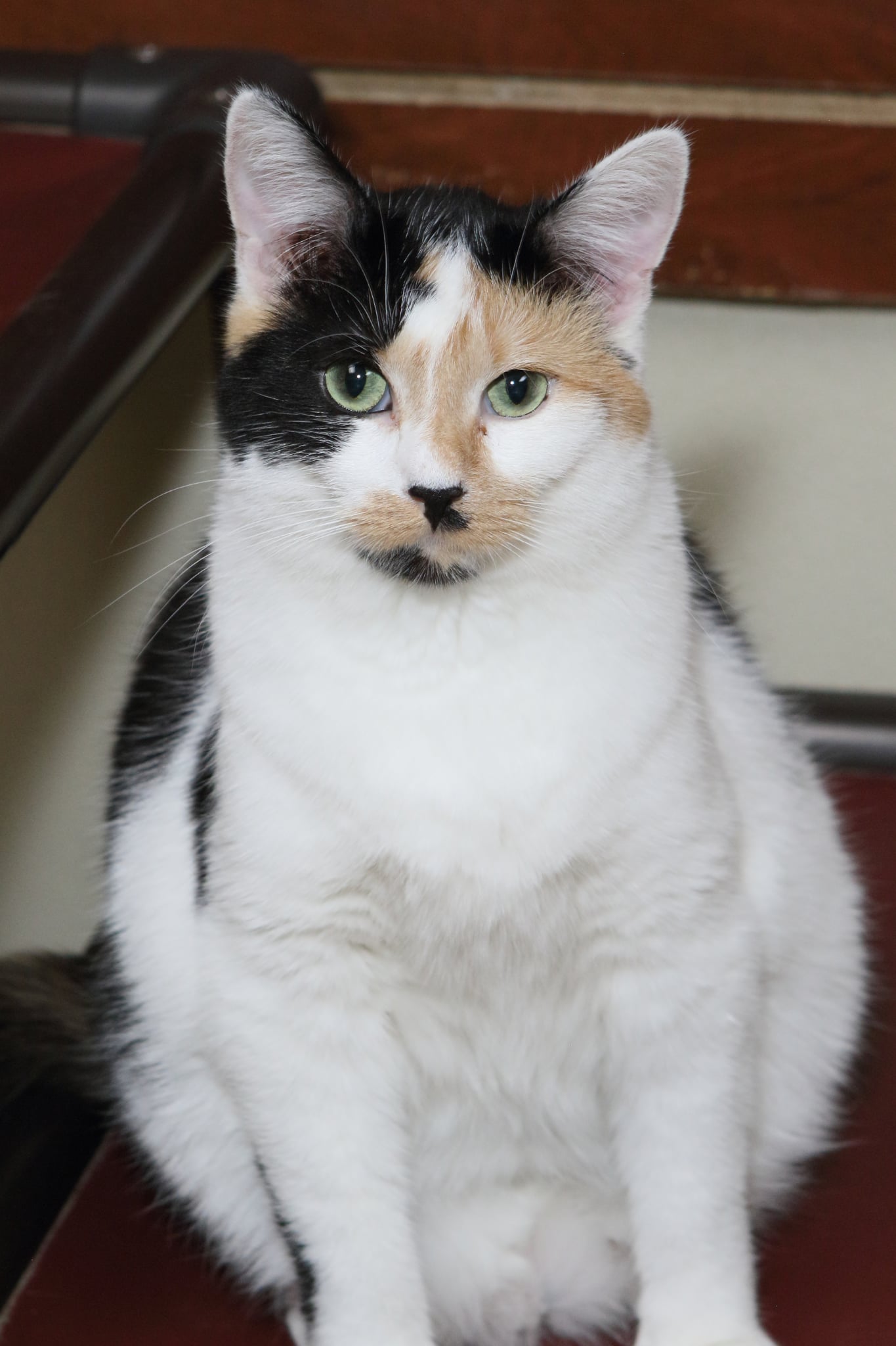 Taz Image