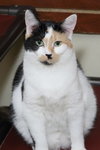 Taz - Photo 1