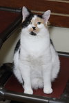 Taz - Photo 7