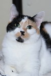 Taz - Photo 8