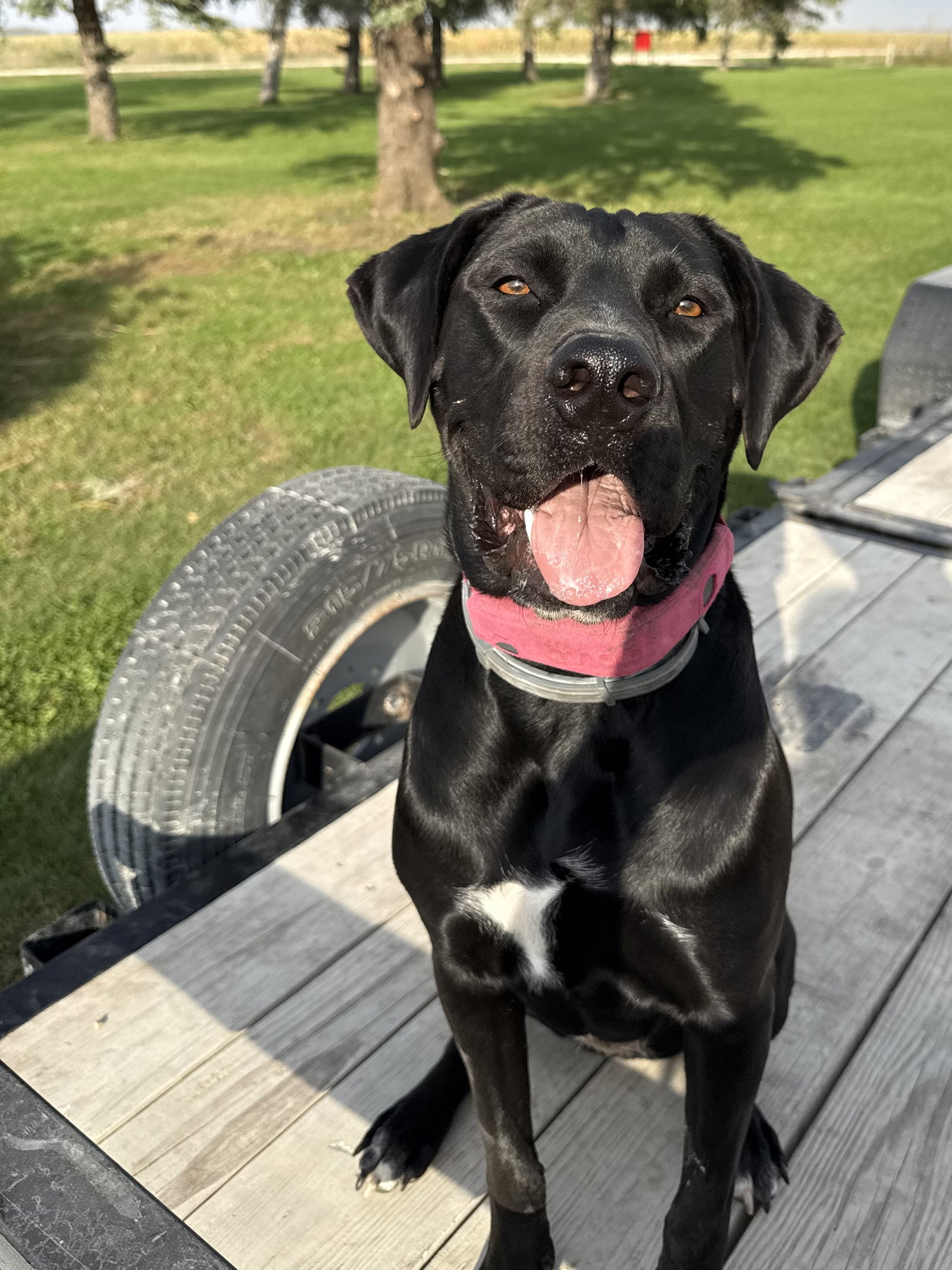 Tula, Mastiff