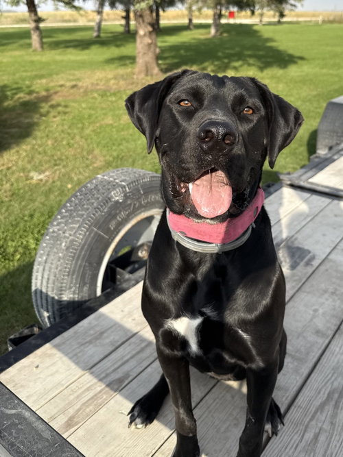 Tula, an adoptable dog