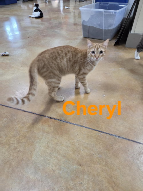 picture of the cat needing adoption