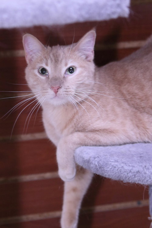 picture of the cat needing adoption