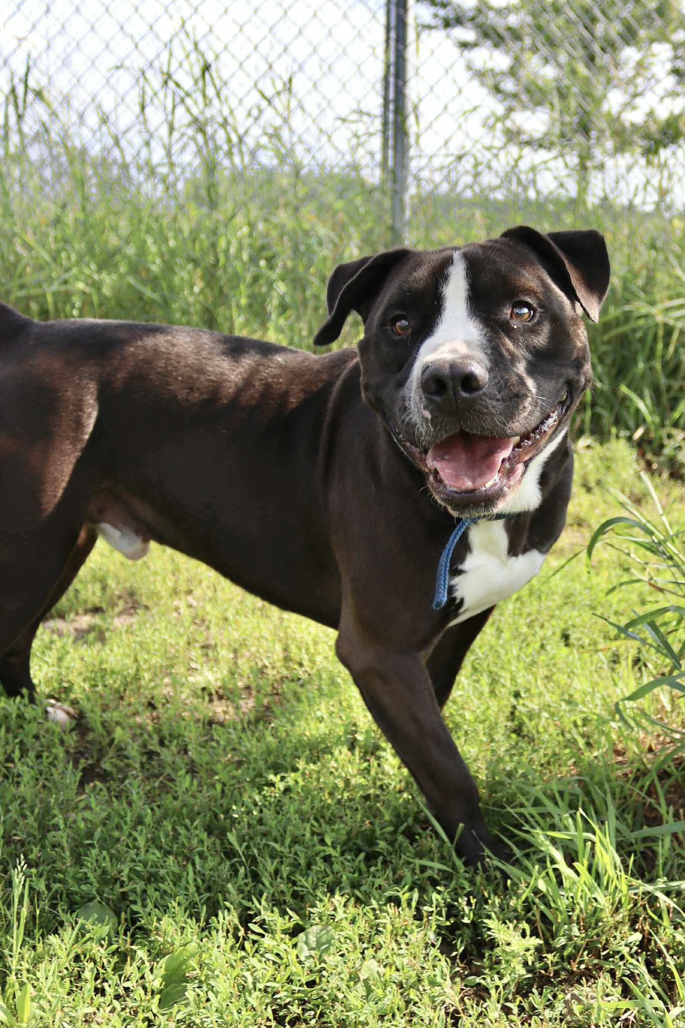 adoptable Dog in Austin, MN named Crawford