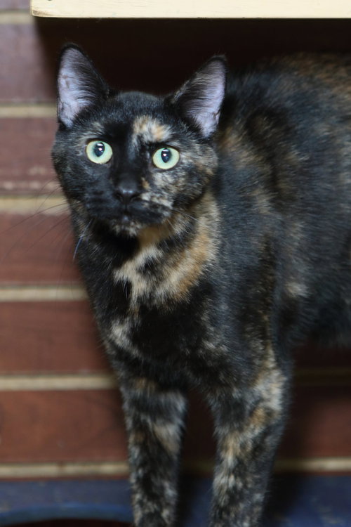 DOICHII - Tortoiseshell / Domestic Short Hair available for adoption