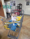 Wiz - Photo 9