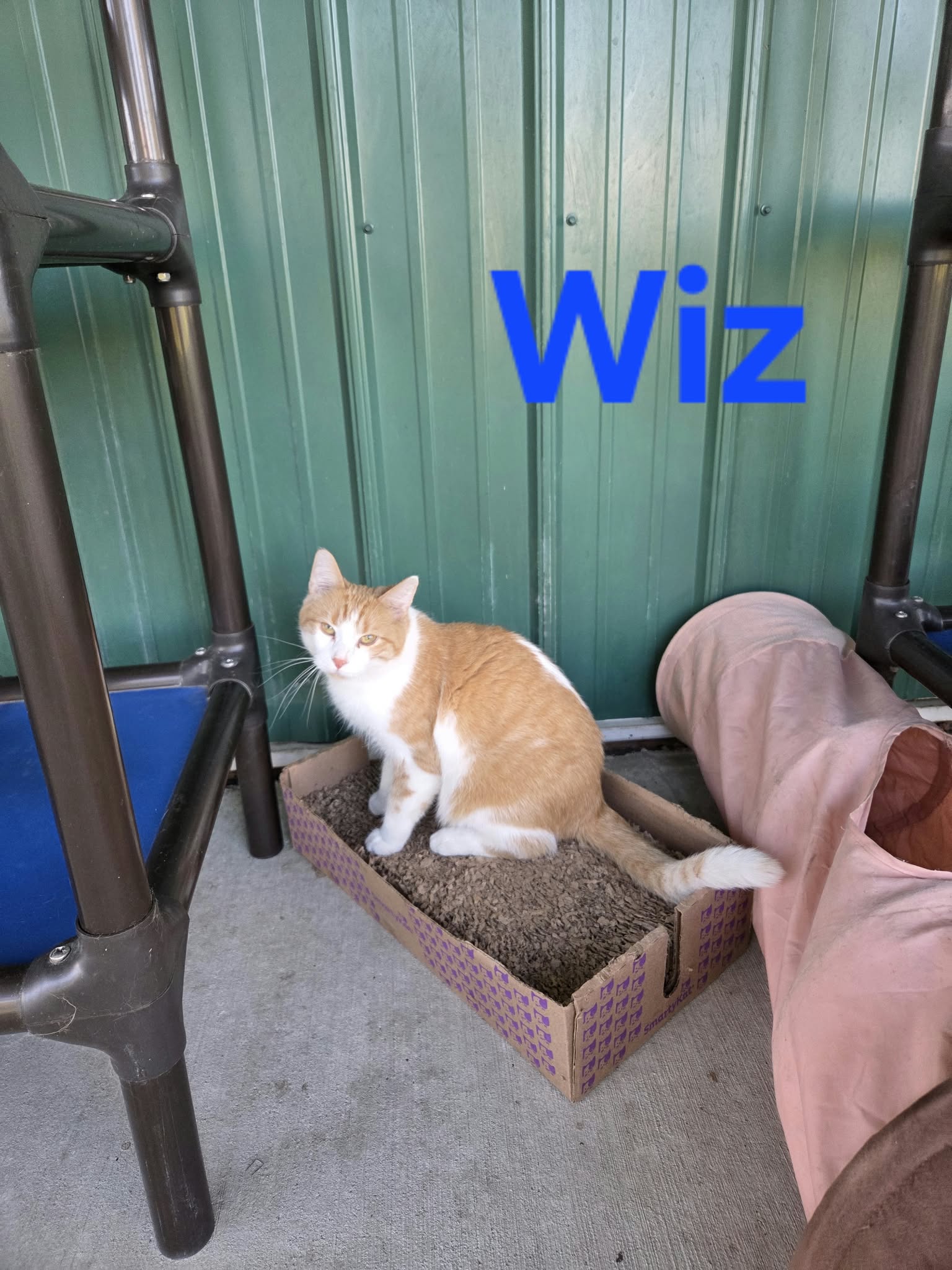 Wiz, photo 8