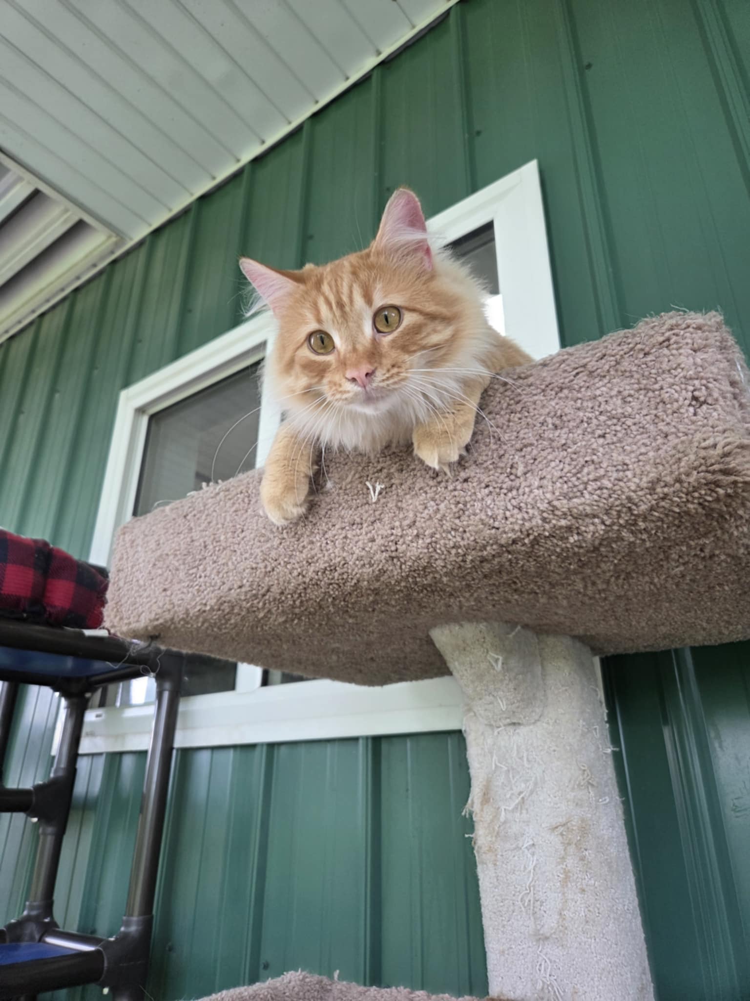 adoptable Cat in Austin, MN named Mr. Kringle