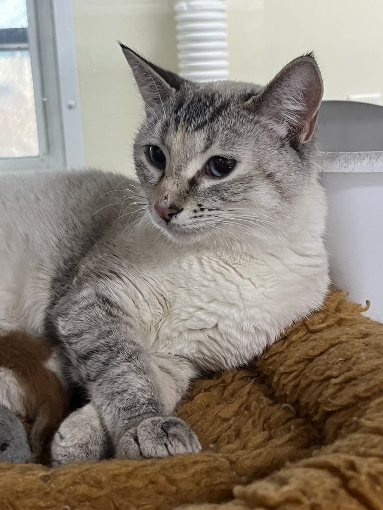 adoptable Cat in Austin, MN named Missy