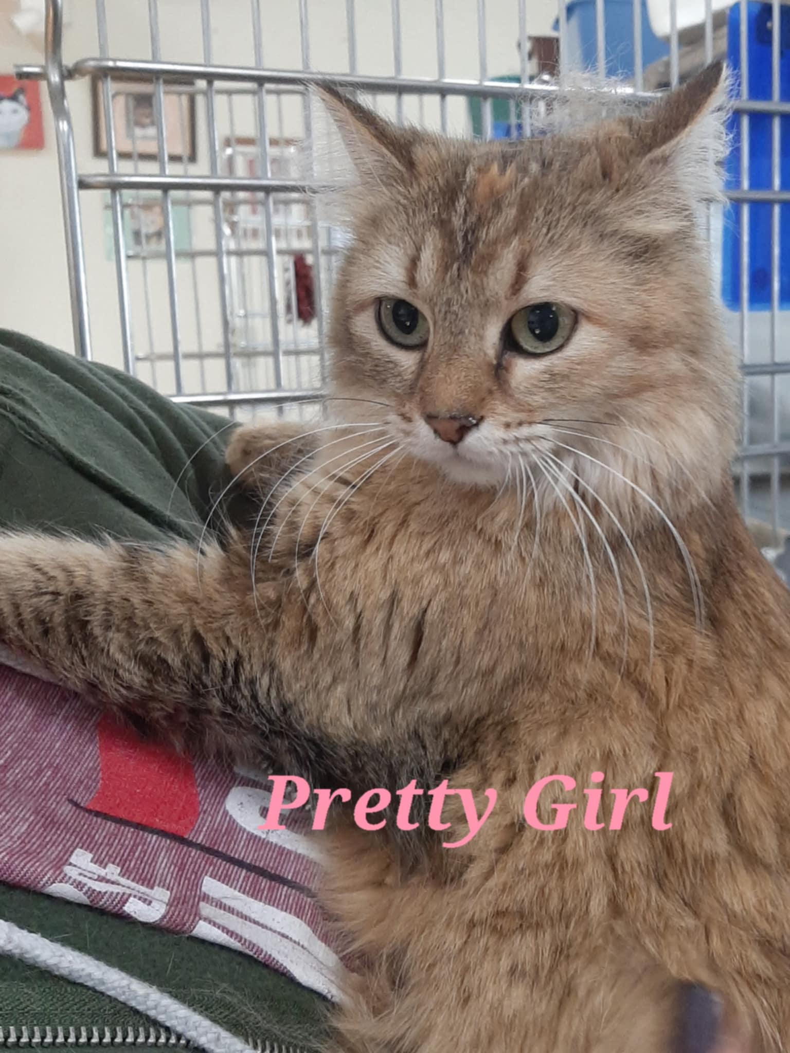 adoptable Cat in Austin, MN named Pretty Girl