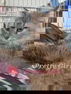 adoptable Cat in  named Pretty Girl