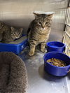 adoptable Cat in austin, MN named Drac