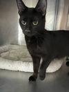 adoptable Cat in austin, MN named Eden