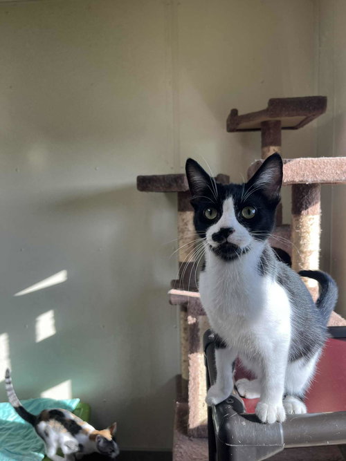 ELI - Domestic Short Hair available for adoption