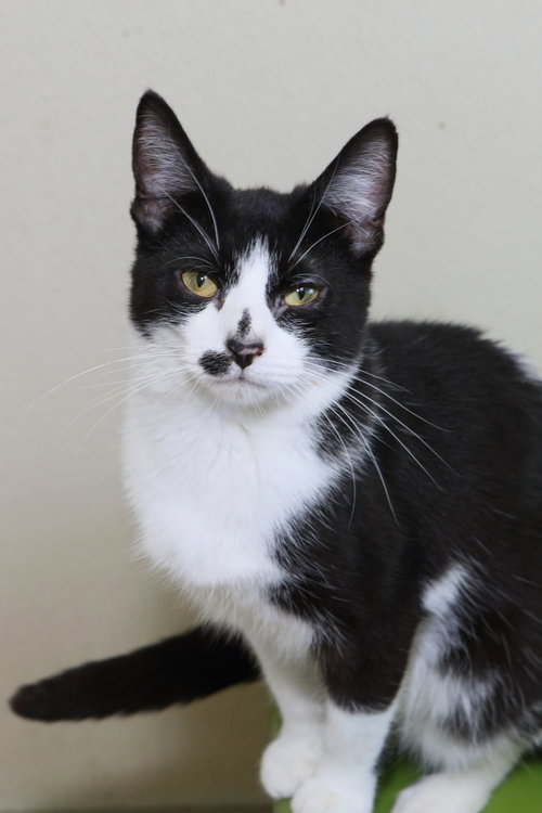 picture of the cat needing adoption
