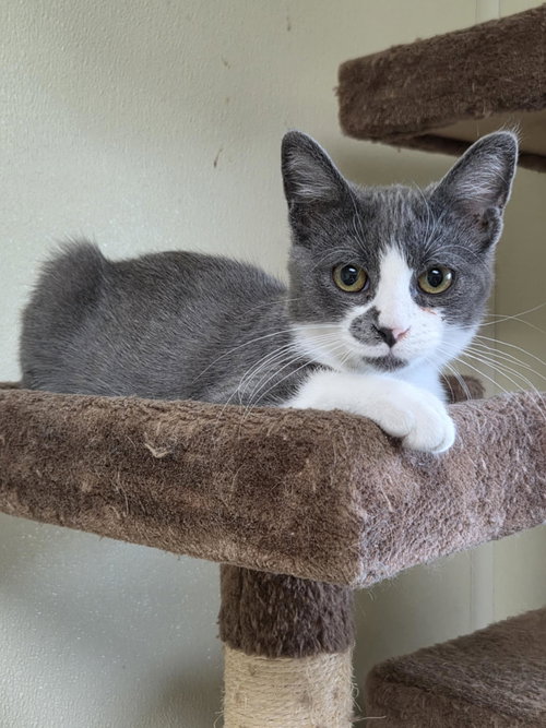 picture of the cat needing adoption