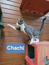 Chachi - Photo 4