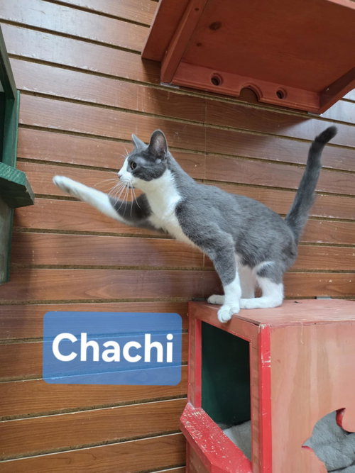 Photo 5 of Chachi