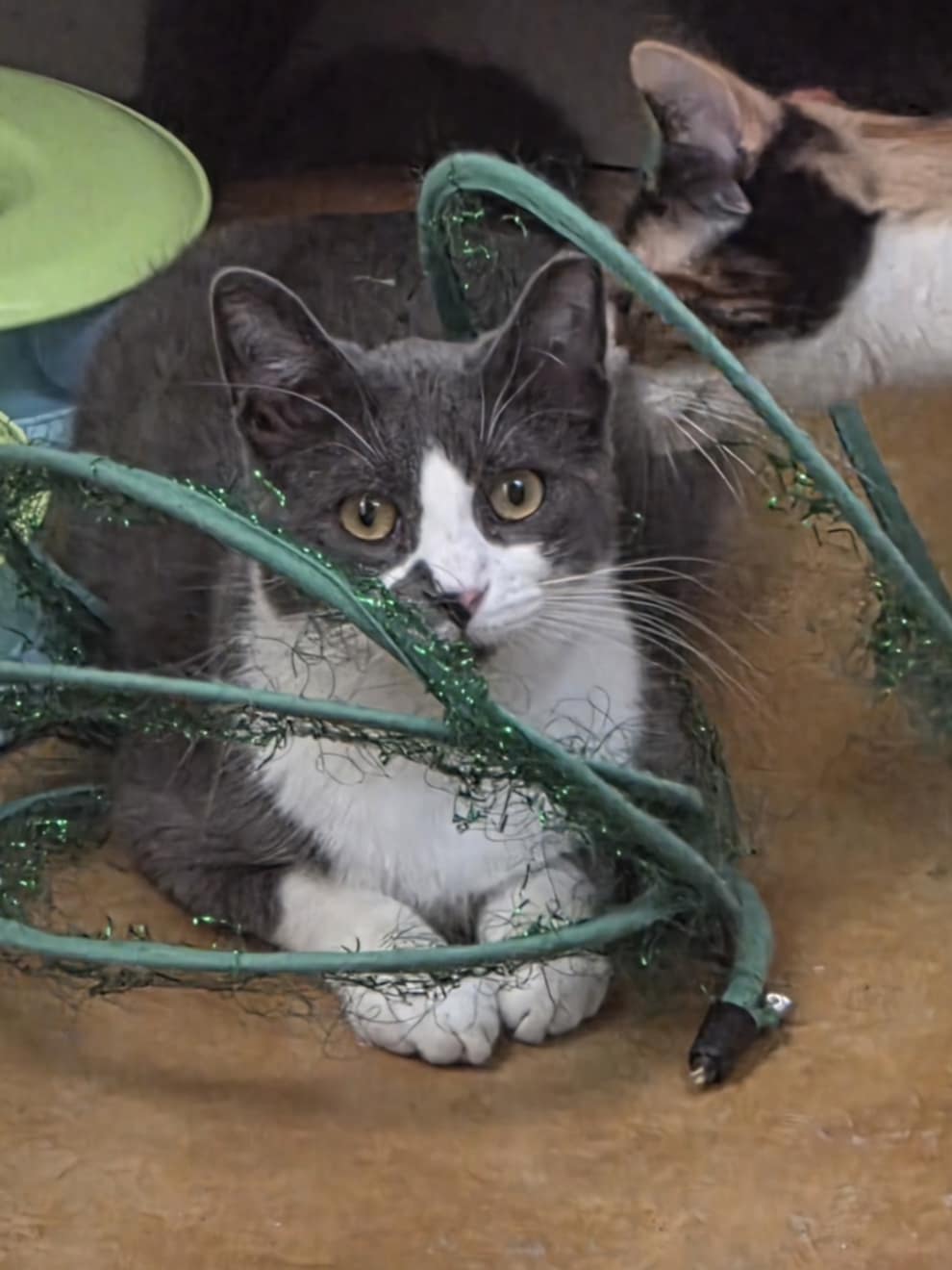 Chachi Image