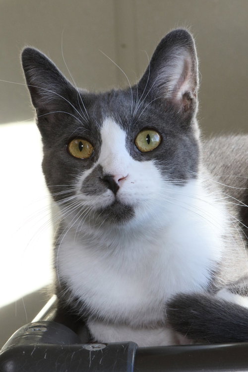picture of the cat needing adoption