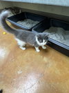 Fonzie - Photo 2