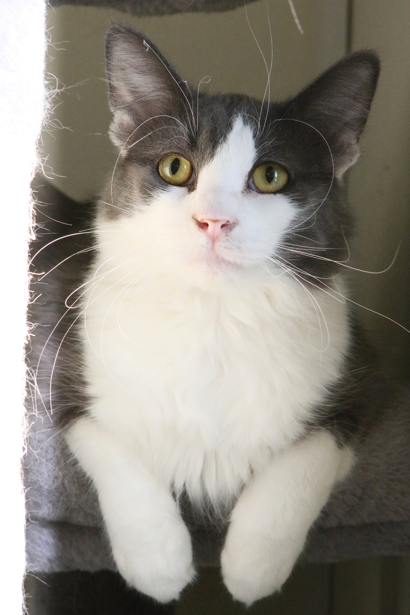 Fonzie Image