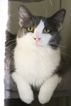 Fonzie - Photo 1