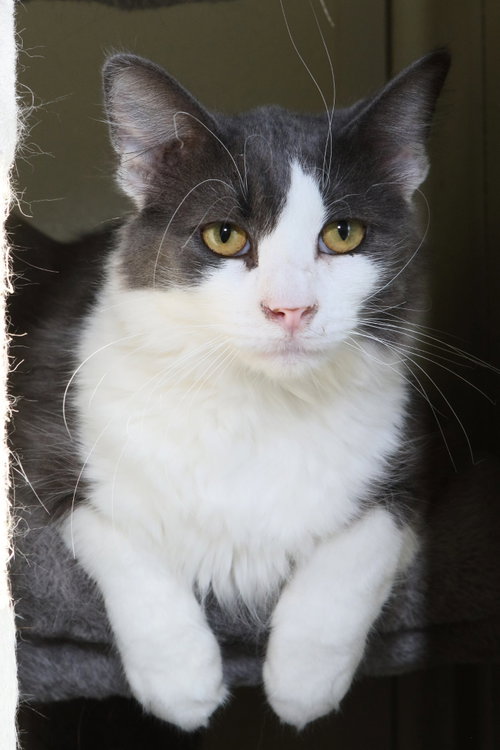Photo 4 of Fonzie