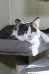 Fonzie - Photo 5