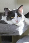 Fonzie - Photo 6