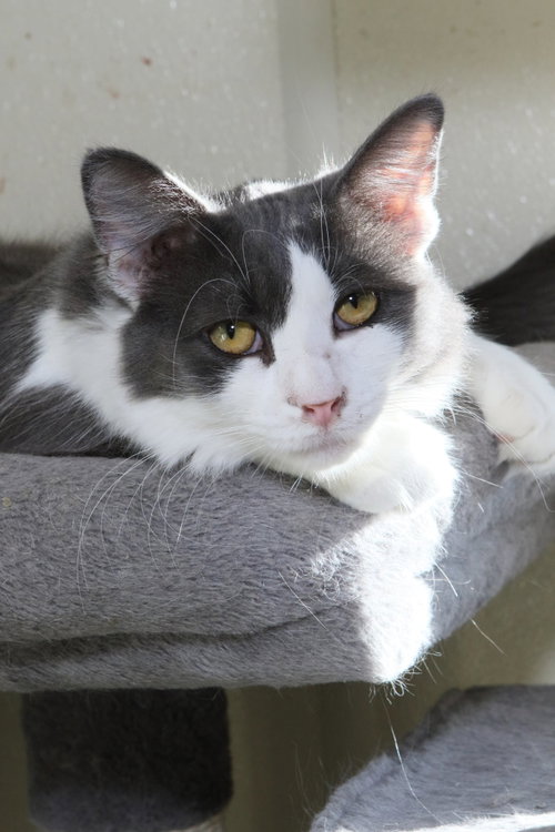 Photo 6 of Fonzie