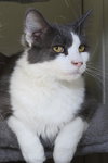Fonzie - Photo 7