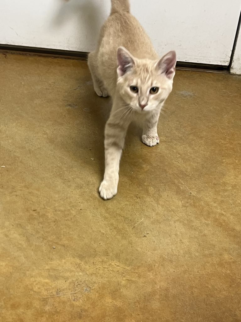 adoptable Cat in Austin, MN named Richie