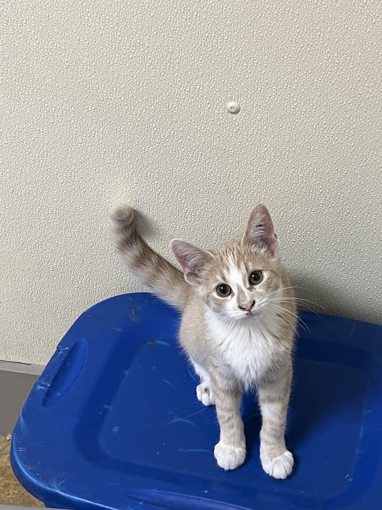 adoptable Cat in Austin, MN named Potsie