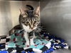 adoptable Cat in austin, MN named Daesha