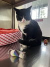 adoptable Cat in austin, MN named Bo