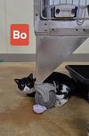 Bo - Photo 6